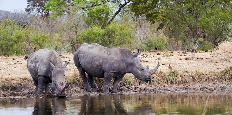 Rhinos Drinking Water At Kruger National Park 